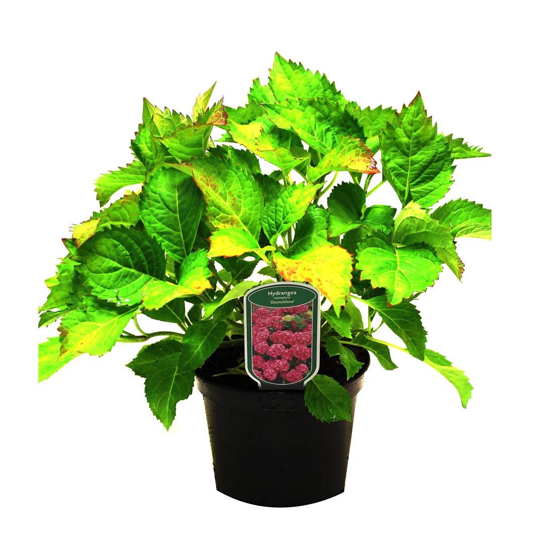 Ortensia 'Deutschland' 25–30 cm Vaso – Hydrangea macrophylla 'Deutschland' – Fioritura rossa