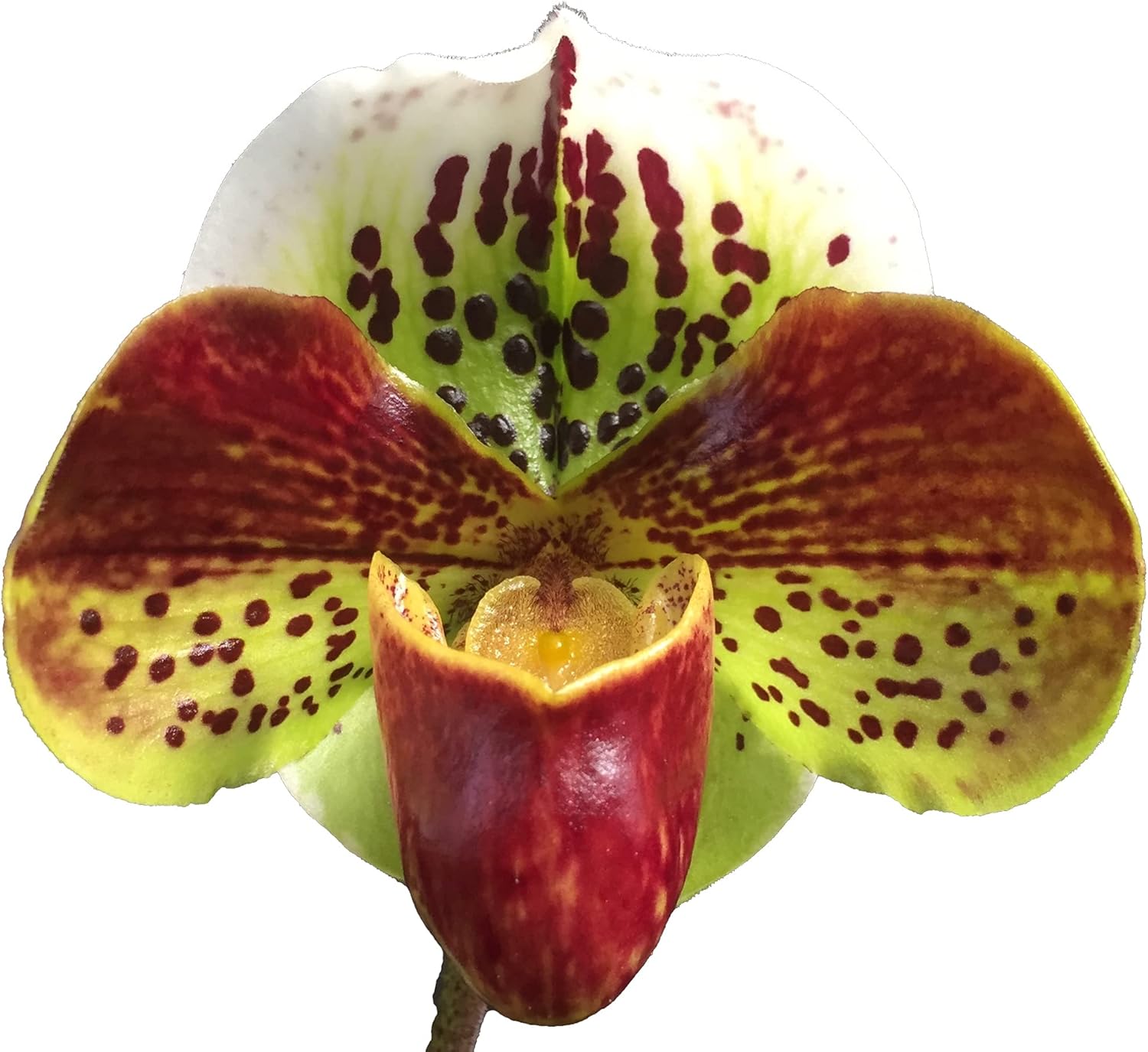 Paphiopedilum Lady Slipper Orchid red ComplexBulldog UK Ubuy
