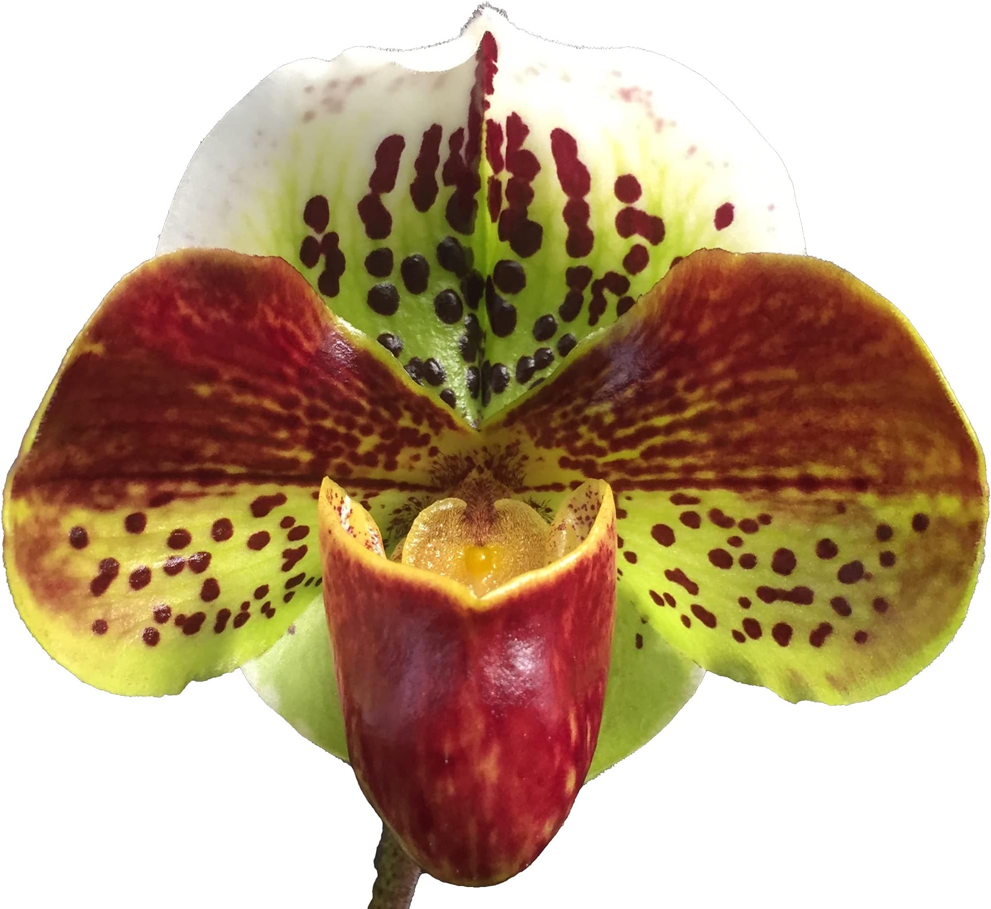 Paphiopedilum Lady Slipper Orchid red Complex/Bulldog Hybrid, Easy and Hardy Slipper Orchid, NOT in Bud/Bloom When Shipped