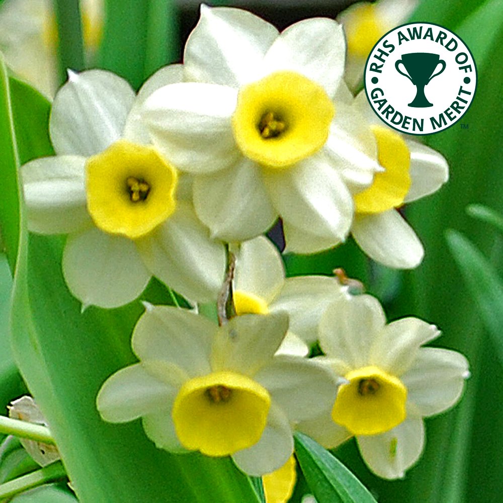 Narcisse Minnow Nain Jonquille de Rocaille Bulbes à Floraison Printanière