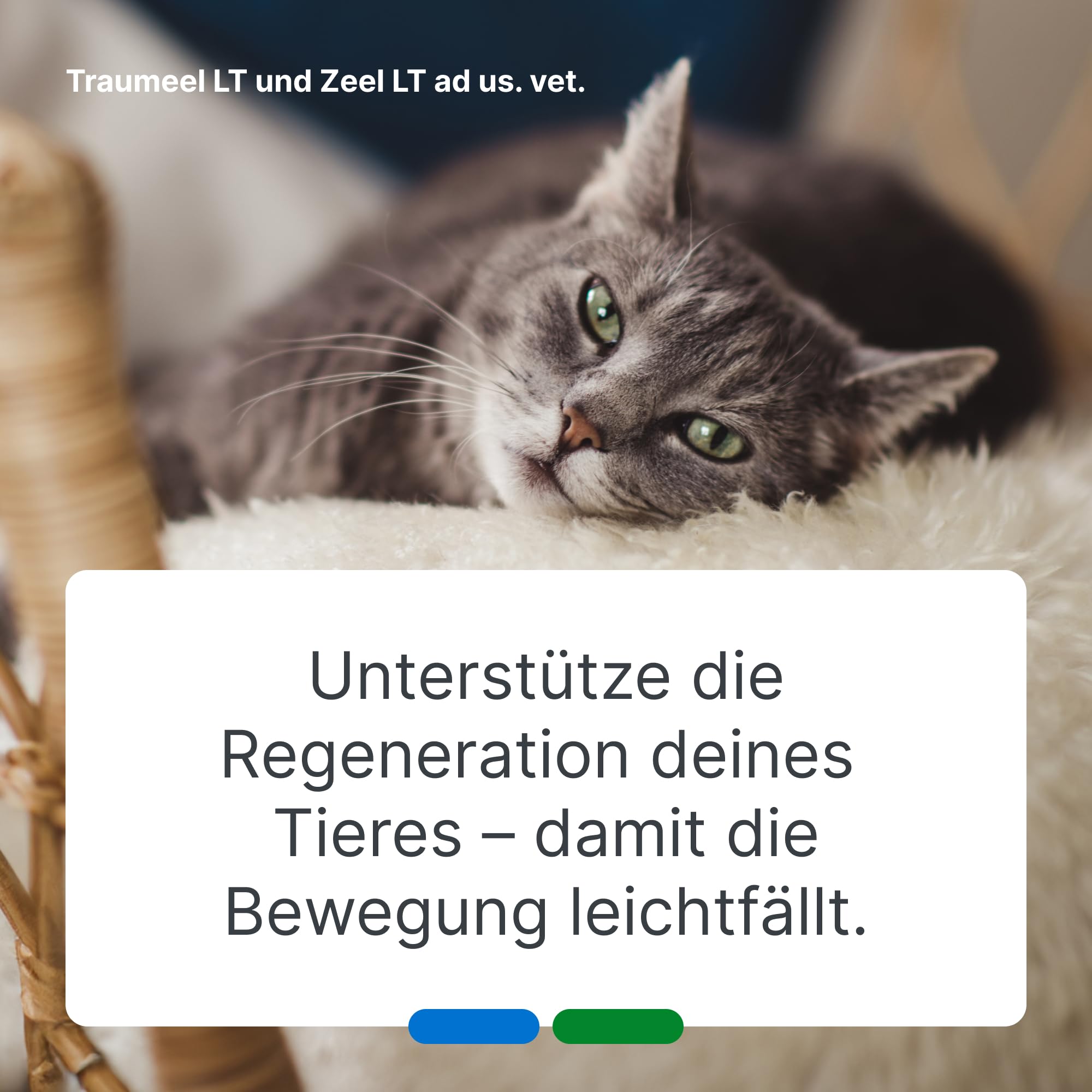 Traumeel LT & Zeel LT ad us. vet. 2x500 Tabletten, Tierarzneimittel | Unterstützung in aktiven Momenten & für langfristige Beweglichkeit, Natürliches Tierarzneimittel für u.a. Hunde und Katzen