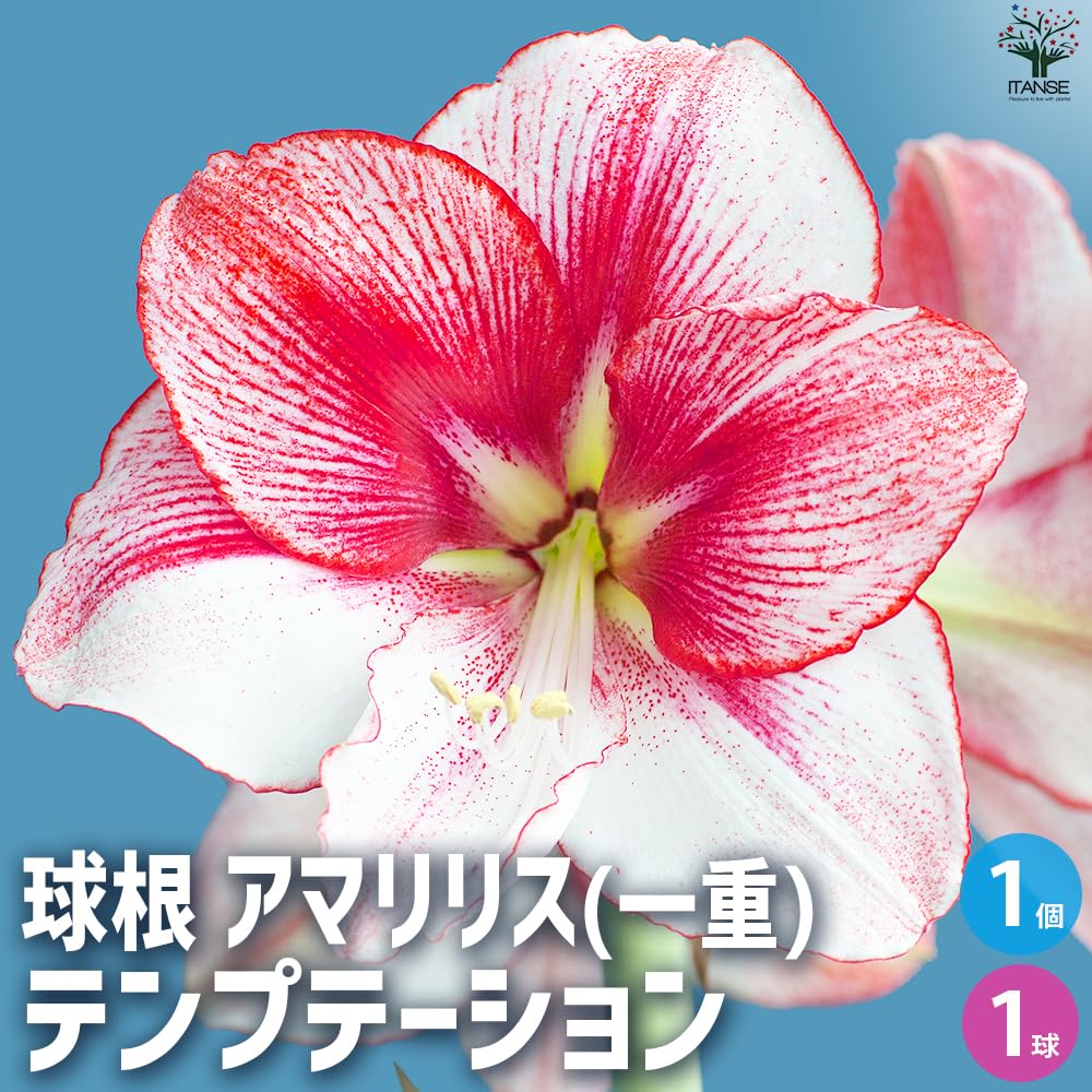 Amazon.co.jp: ITANSE 花球根 アマリリス(一重