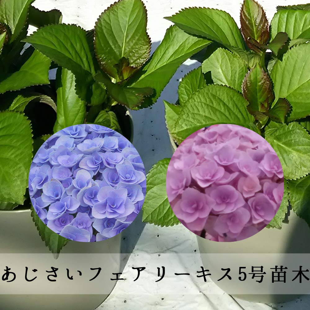 輸入アジサイ 苗 5種セット おまけ付き！① Amazon.co.jp: フェアリーキス苗木 あじさい苗 5号鉢 あじさい