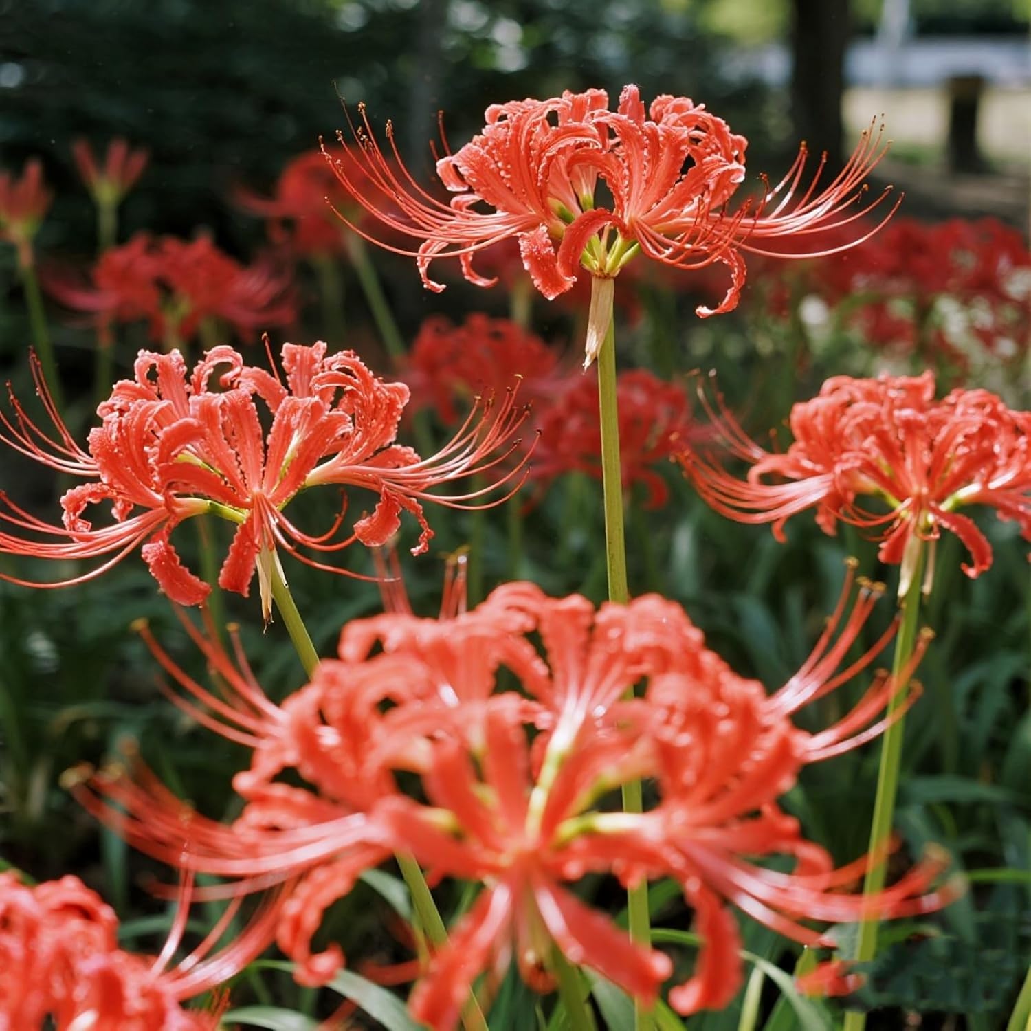 彼岸花オレンジ色花5個で球根3個 (443) 彼岸花オレンジ色花5個で球根3個 (443)