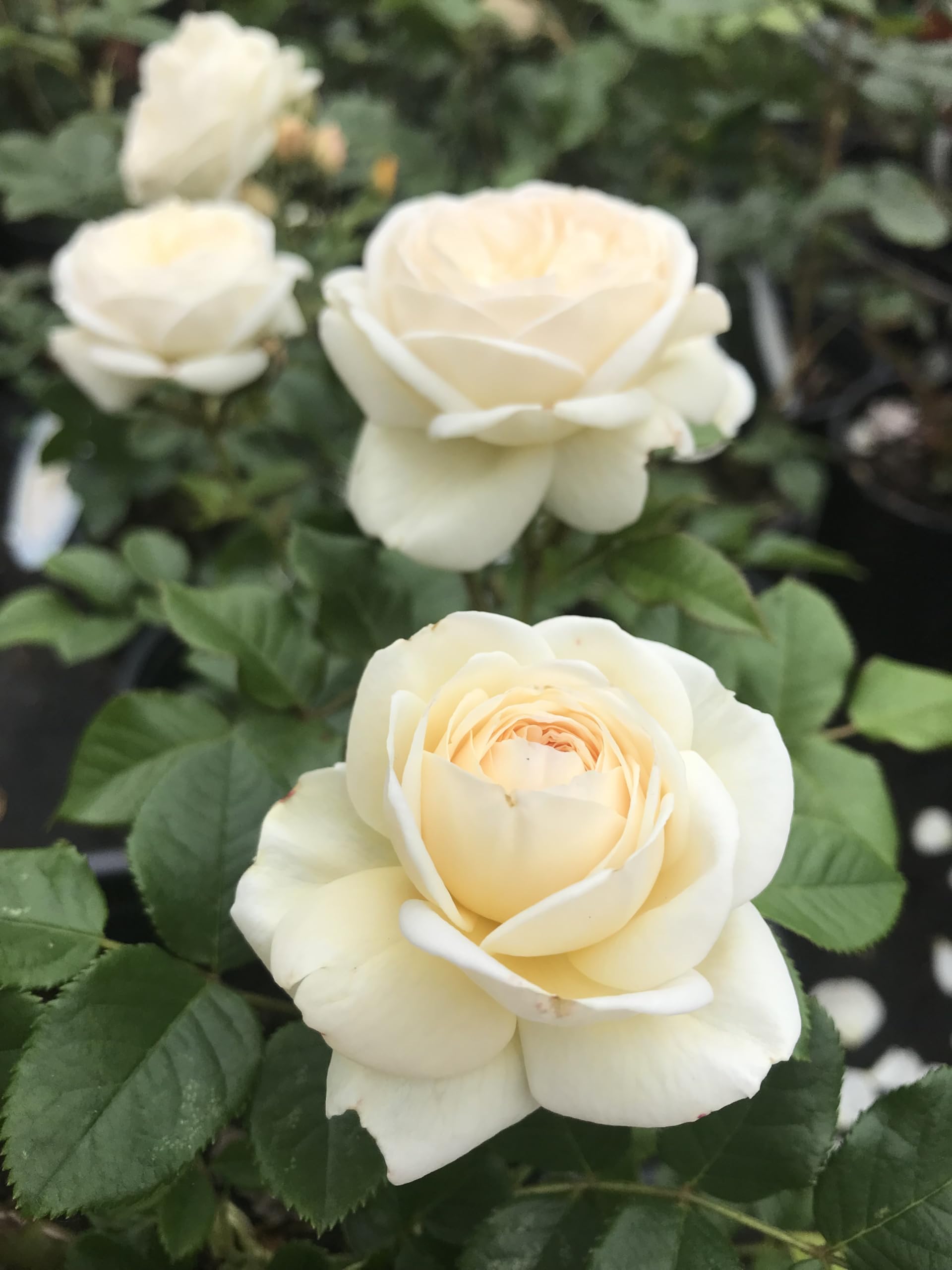 White Rose Bush Plant in a 3Litre Pot- Hybrid Tea/Floribunda Bush Rose Plant - Low Growing Groundcover for Garden Bedding, Containers, Borders, Summer Autumn Flowering