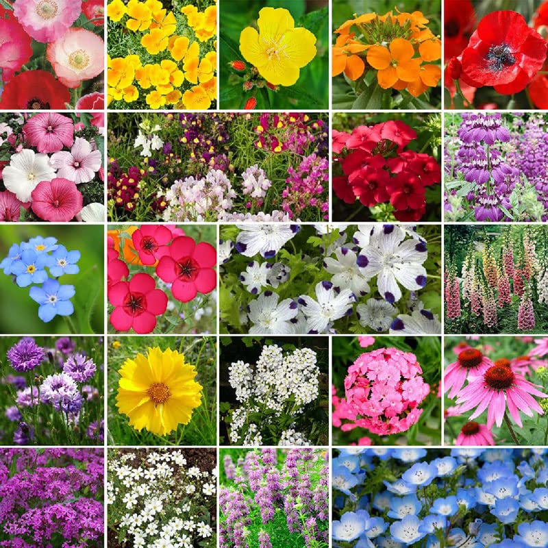 10 Best 10 Shade Wildflower Mix 10 of 2022