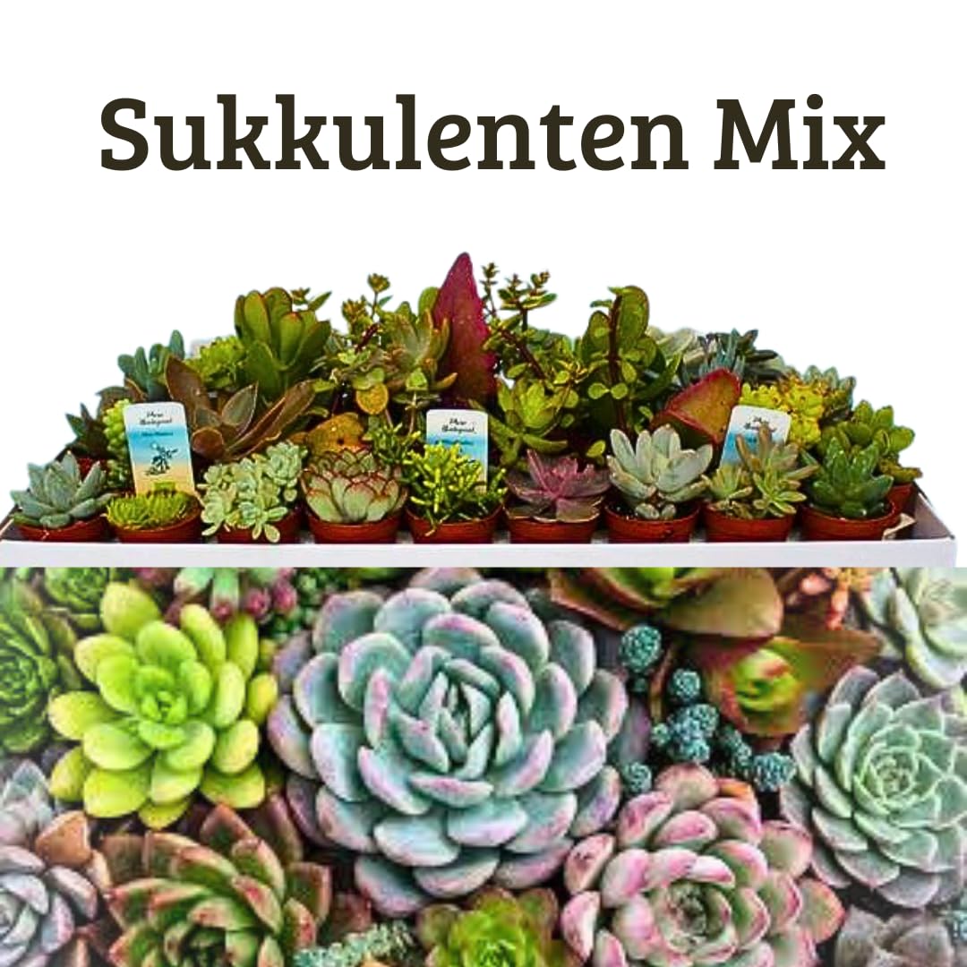 Iflo Fröhliche Vielfalt: Sukkulenten Mix, Sortiment von Mini-Sukkulenten im 5,0-5,5 cm Topf, Bunte Auswahl für Haus und Büro (16)