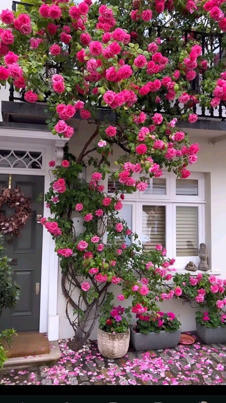 Climbing Rose Seeds - 100 Cream Mix Flowers -6