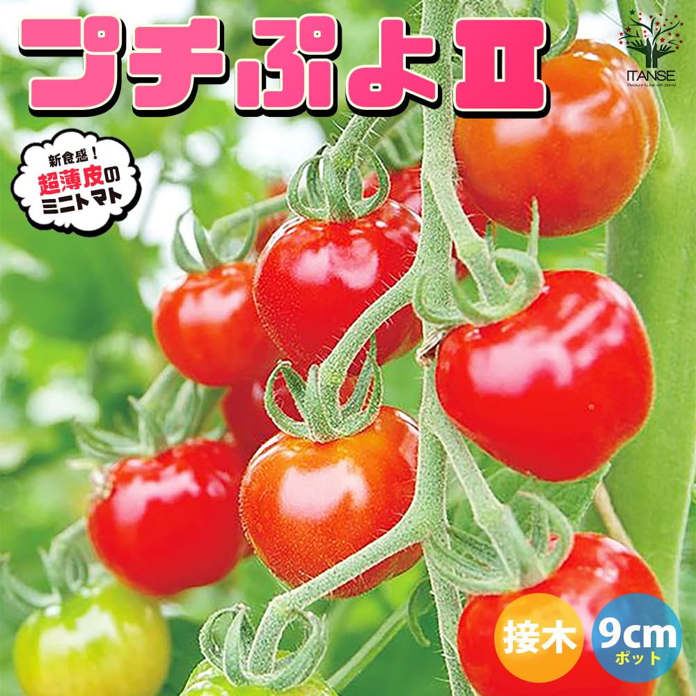 Amazon.co.jp: ミニトマトの苗 プチぷよⅡ 赤実 9cmポット 接木苗 2個