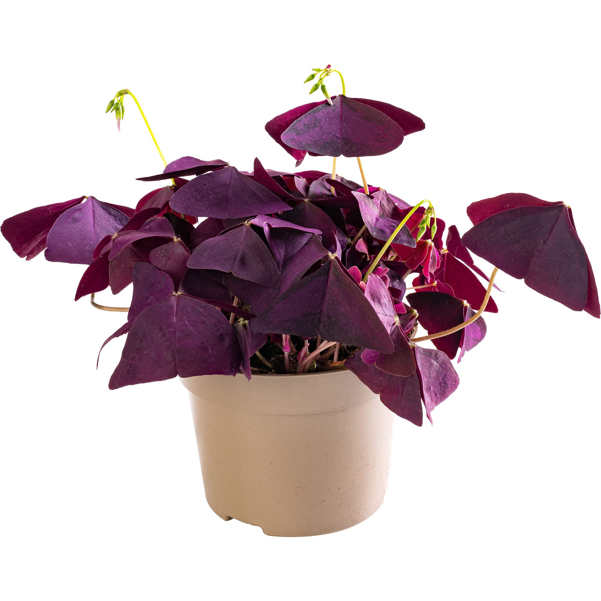 GardenersDreamOxalis False Shamrock Rare Indoor Houseplant Vibrant Purple Butterfly Foliage (15-25cm (Incl. Pot))