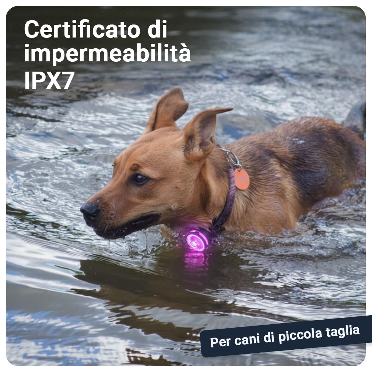 PAJ LIGHT MINI - LED Ultraluminoso per Collari e Pettorine - Cani Piccoli, Medi e Gatti - Regolazione Flessibile - 100% Impermeabile - 7 Colori - Sicurezza e Visibilità Notturna
