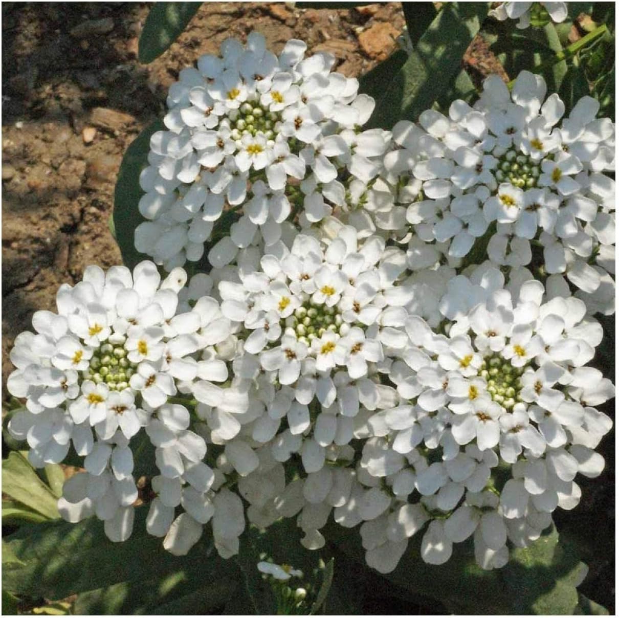 Everwilde Farms - 1 Lb Empress Rocket Candytuft Wildflower Seeds - Gold Vault