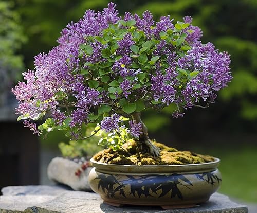 30 semillas de bonsái lilas moradas - Cultiva un impresionante árbol bonsái floreciente púrpura
