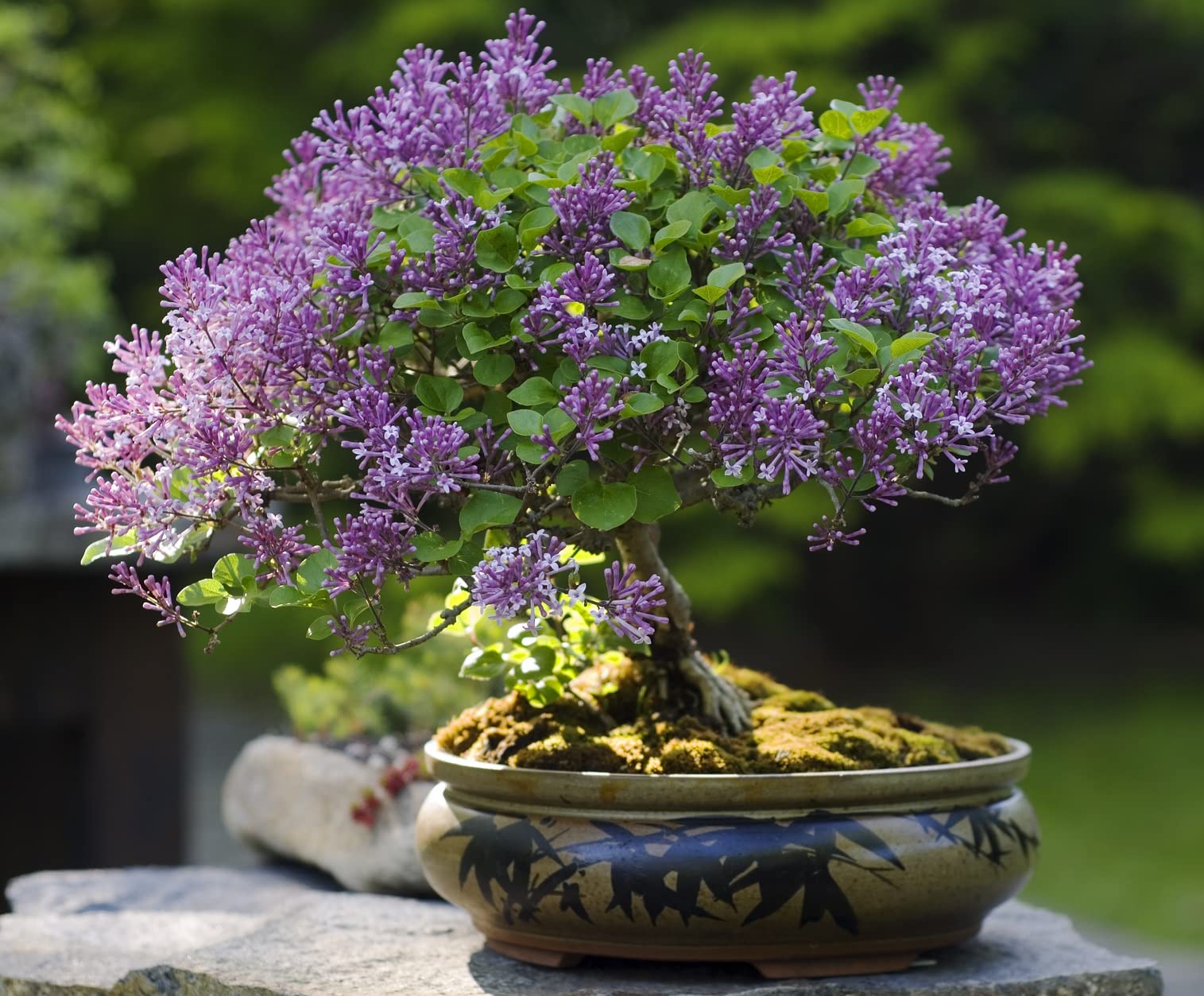 planting money plant seeds Money Plant Seeds for Growing