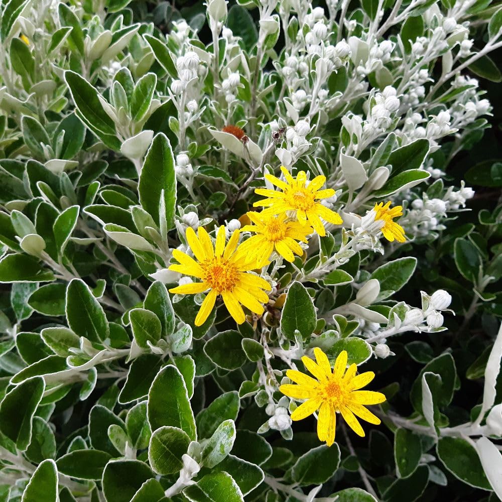 Brachyglottis 'Sunshine' – Hardy Evergreen Shrub with Silvery Foliage & Yellow Daisy Flowers – Drought & Wind Tolerant – Ideal for Coastal Gardens & Sunny Borders 9cm Pot x2 By Thompson & Morgan