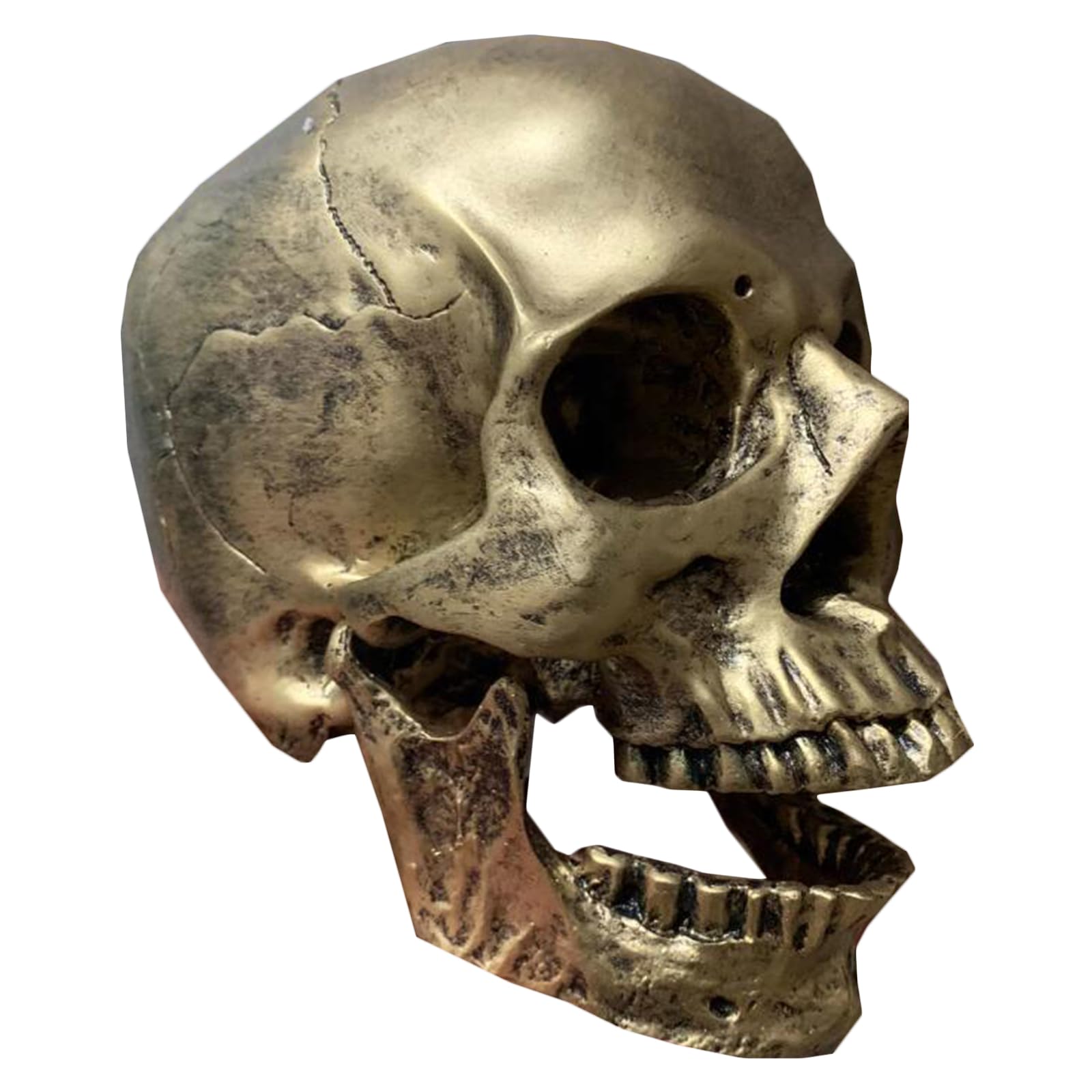 UQACHG Anatomical Human Skull Model - Human Skull Head Bone Model - for Intensive Training Muscle Sketching Art Exams Teaching Tool,A,life size，B-life size