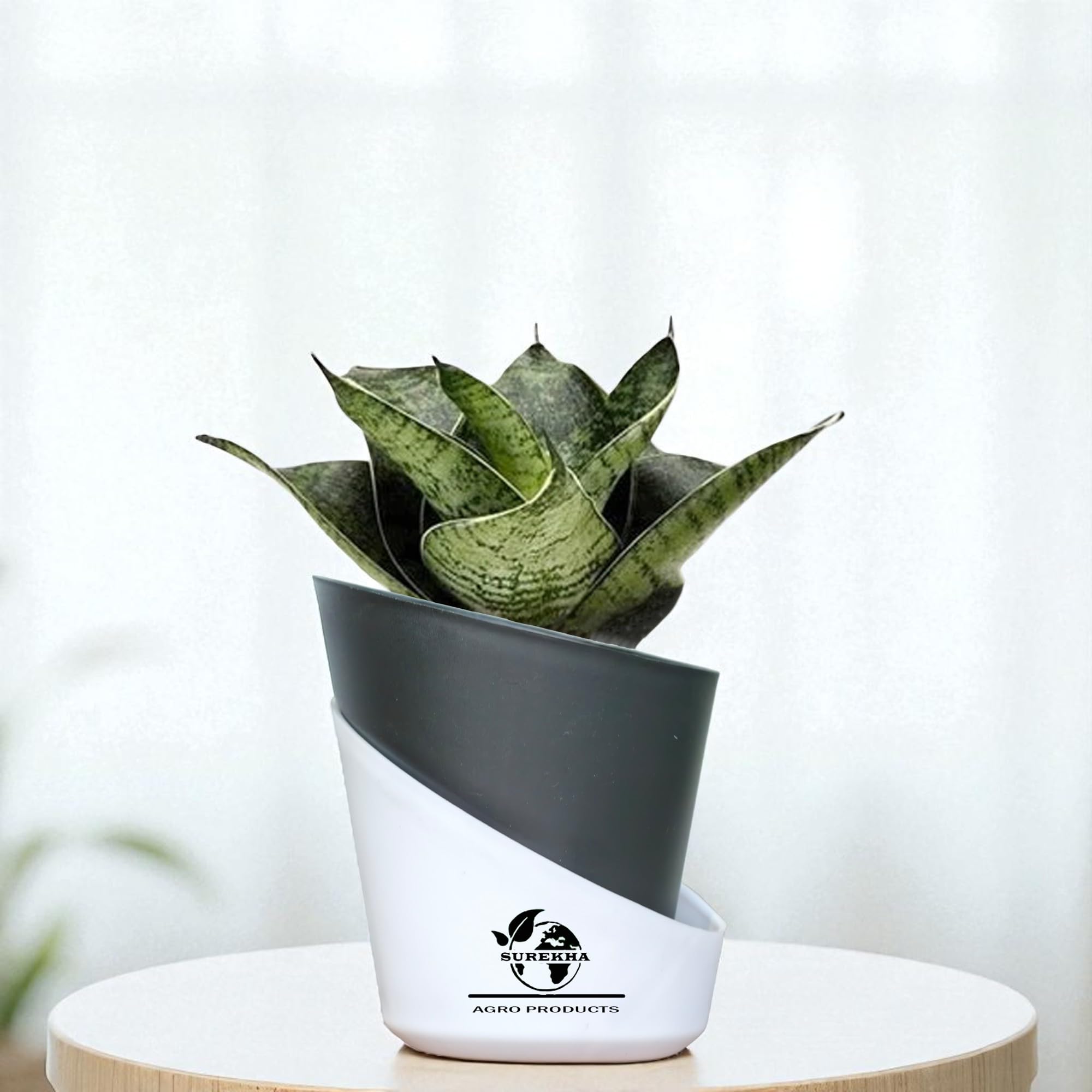 Surekha Agro Sansevieria Green Snake | Snake Plant Indoor Live Plant | Indoor Plants for Home Décor| Easy Care Plant Pot Stand for Indoor Plants | self watering pots for plants(Oval Black)-image-16