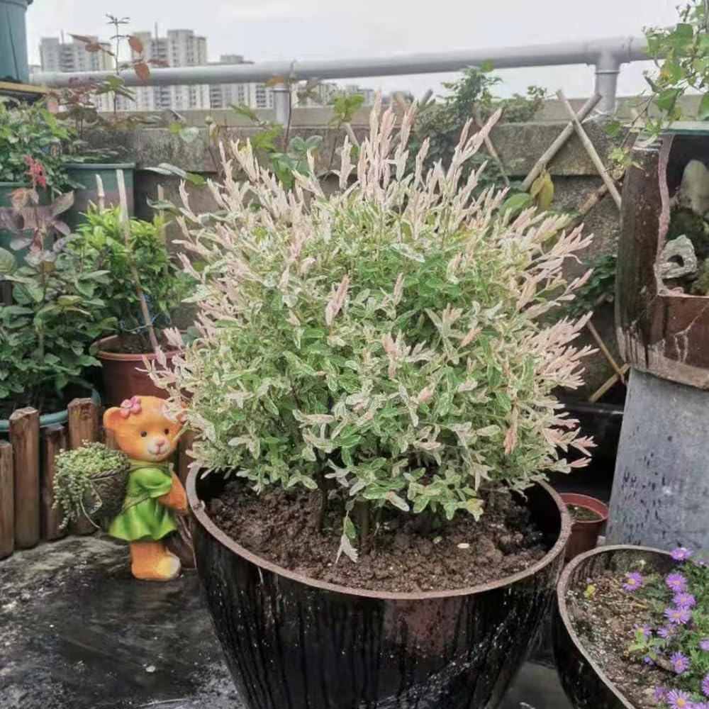 100 piezas Semillas Hakuro Nishiki jardn de regalo Salix integra Plantas  de interior purificadoras de aire Plantas resistentes en macetas semillas  de bonsai rbol bonsai Plantas para: Amazon.es: Jardn