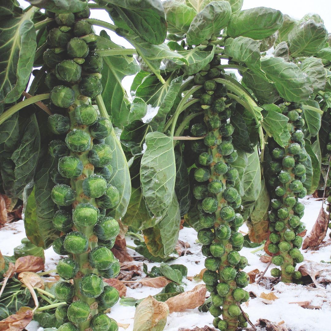 Brussels Sprout F1 Brenden Hybrid Clubroot Resistant Variety Producing Firm Flavourful Sprouts Excellent Winter Crop Reliable Heavy Yields 1x Seed Packet by Thompson and Morgan