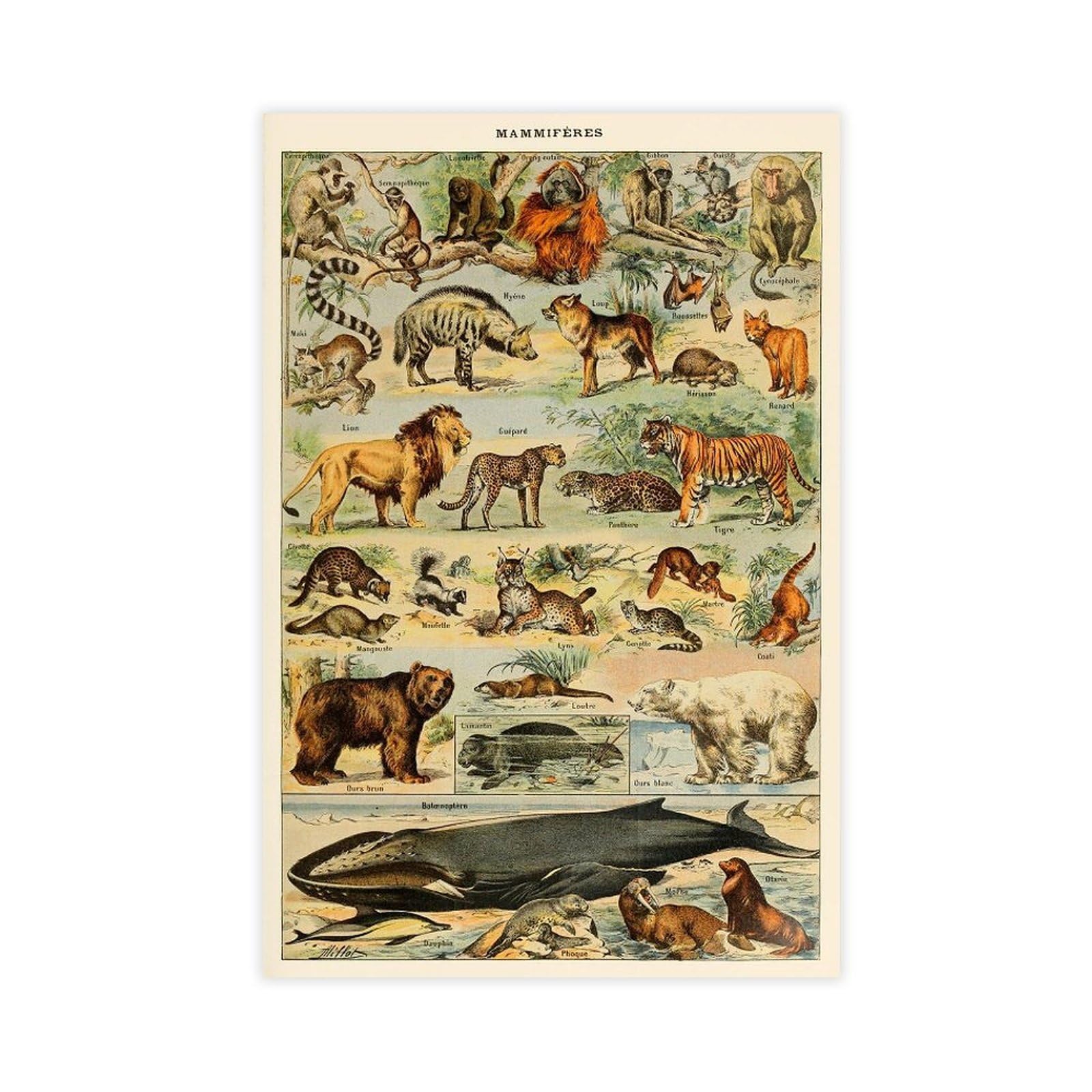 Dfjyjfgjj Animal Poster, Exotic Animals, Mammals Educational Diagram, Adolphe Millot Illustration Knowledge Canvas Art Wall Decor Posters Home Bar Restaurant Garage Cafe Logo Gift 16X24inch(40X60cm)
