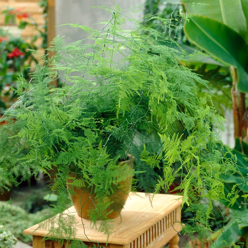 Asparagus Setaceus - felce Asparagina plumosa - pianta per terrario o interno/esterno in vasetto