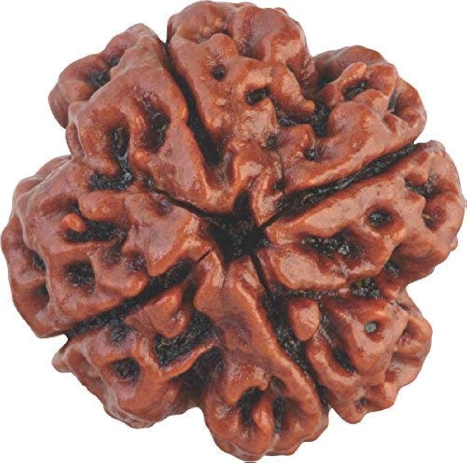 REBUY 4 Mukhi Rudraksha Four Faced Nepali Rudraksh Bead Bead Original & Certified Rudraksha for Men and Women, Color Brown, Origin Nepal