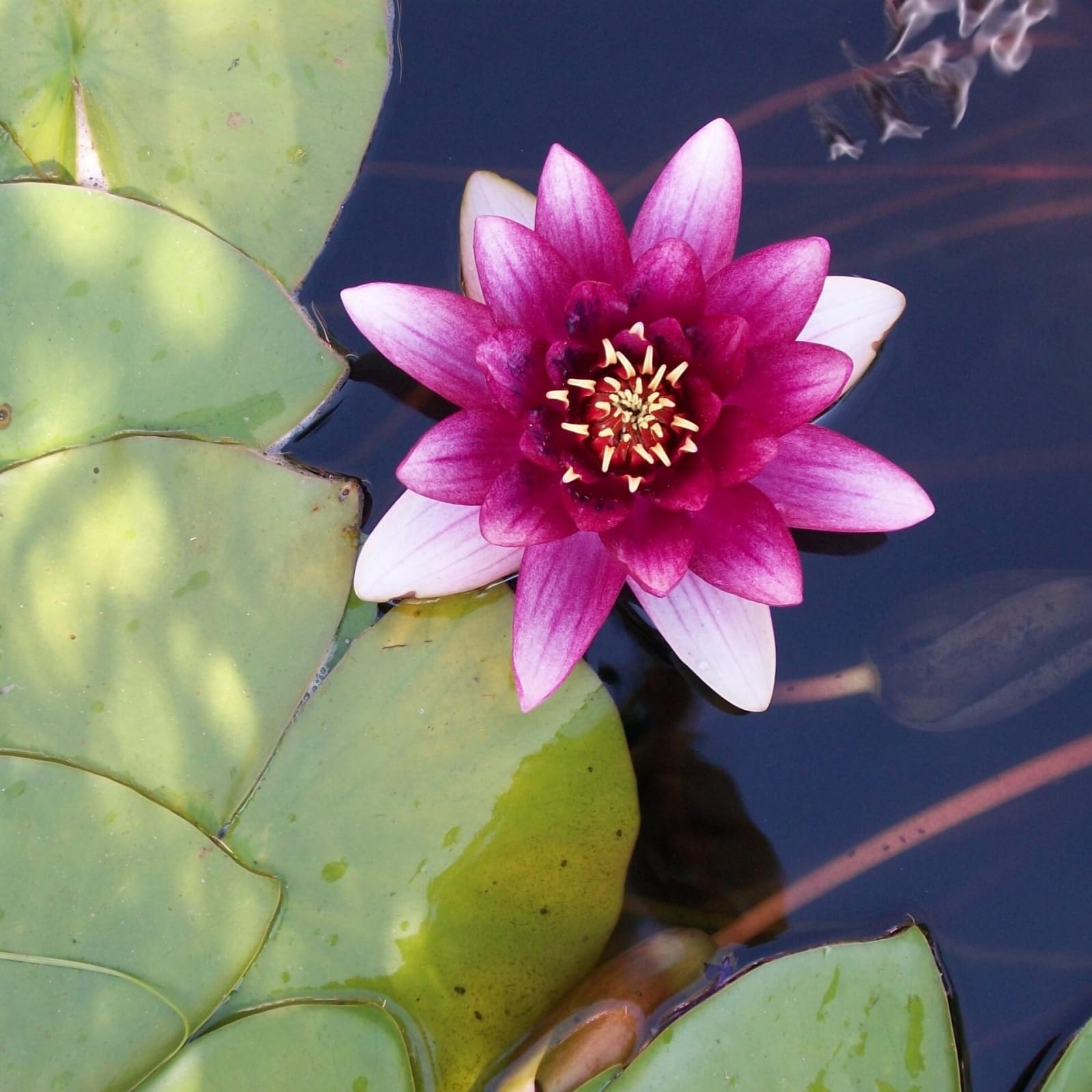 Water Lily Bulbs, Easy to Maintain, Perennial, Suitable for Gardens, Ponds, Fish tanks-40bulbs-F