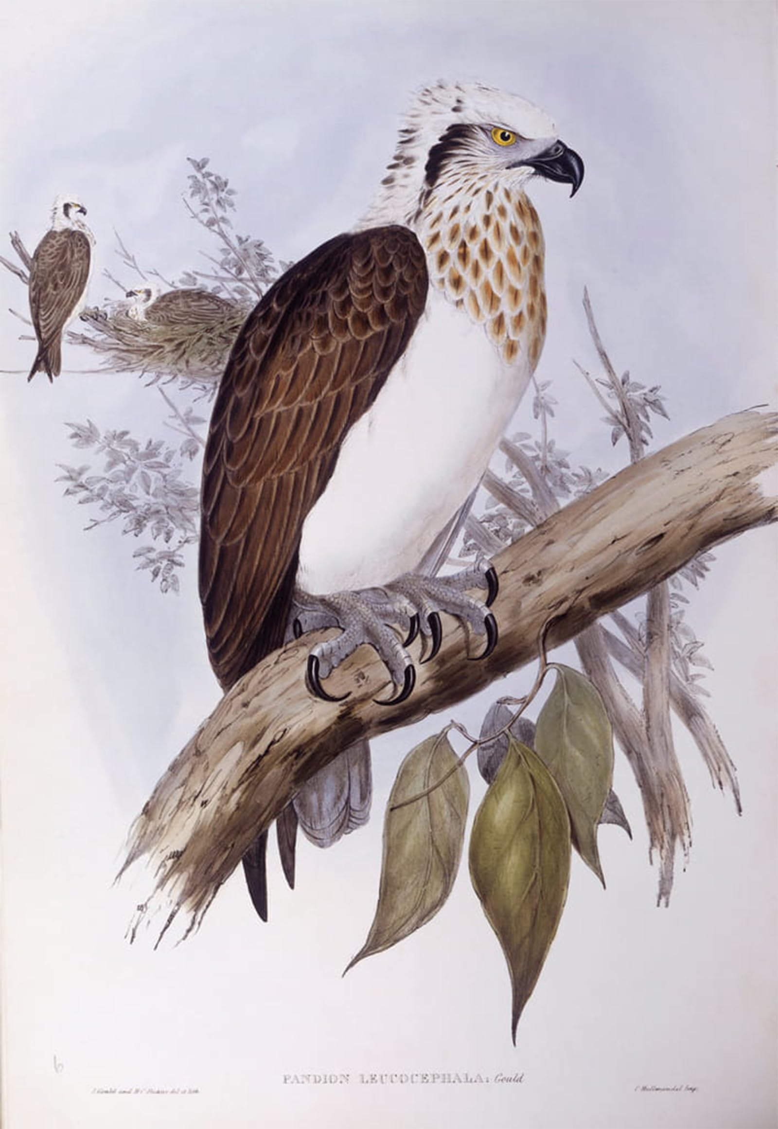 POSTERIIk Famous Print Pop Art Wall Art Graffiti Animal Bird Australian Osprey Engraving by John Gould Art Prints for Home Decor 60x90cm