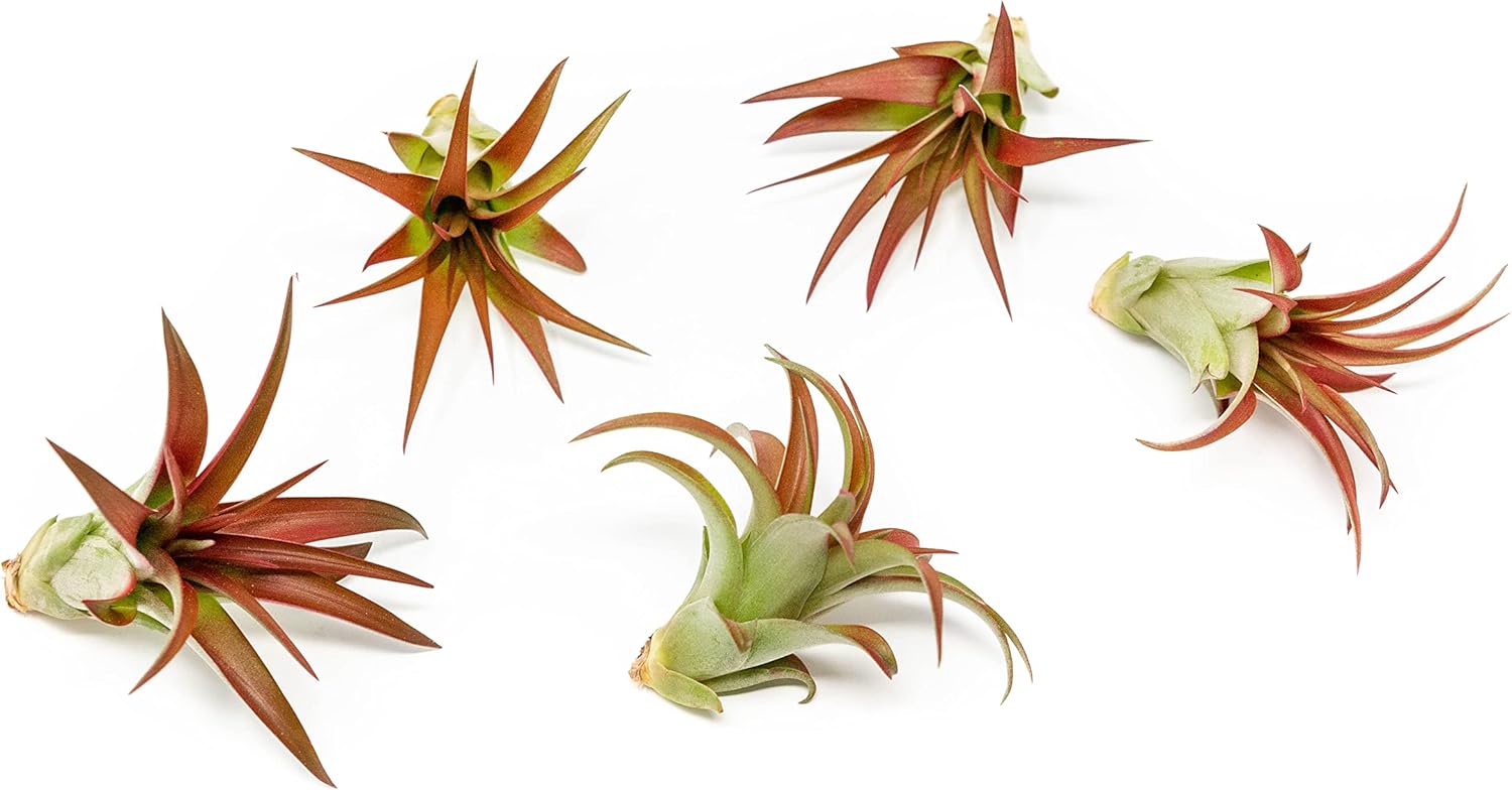 12 Pack Air Plants Red Abdita Tillandsia - Medium Air Plants Live Variety Pack - Live Succulent House Plant - Home Holders and Garden Decor - Easy Care Indoor and Outdoor Plants