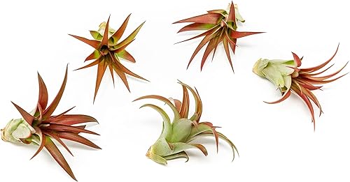 Paquete de 5 plantas de aire Red Abdita Tillandsia  Paquete variado de plantas de aire medianas  Plantas suculentas vivas  Soporte para el hogar y