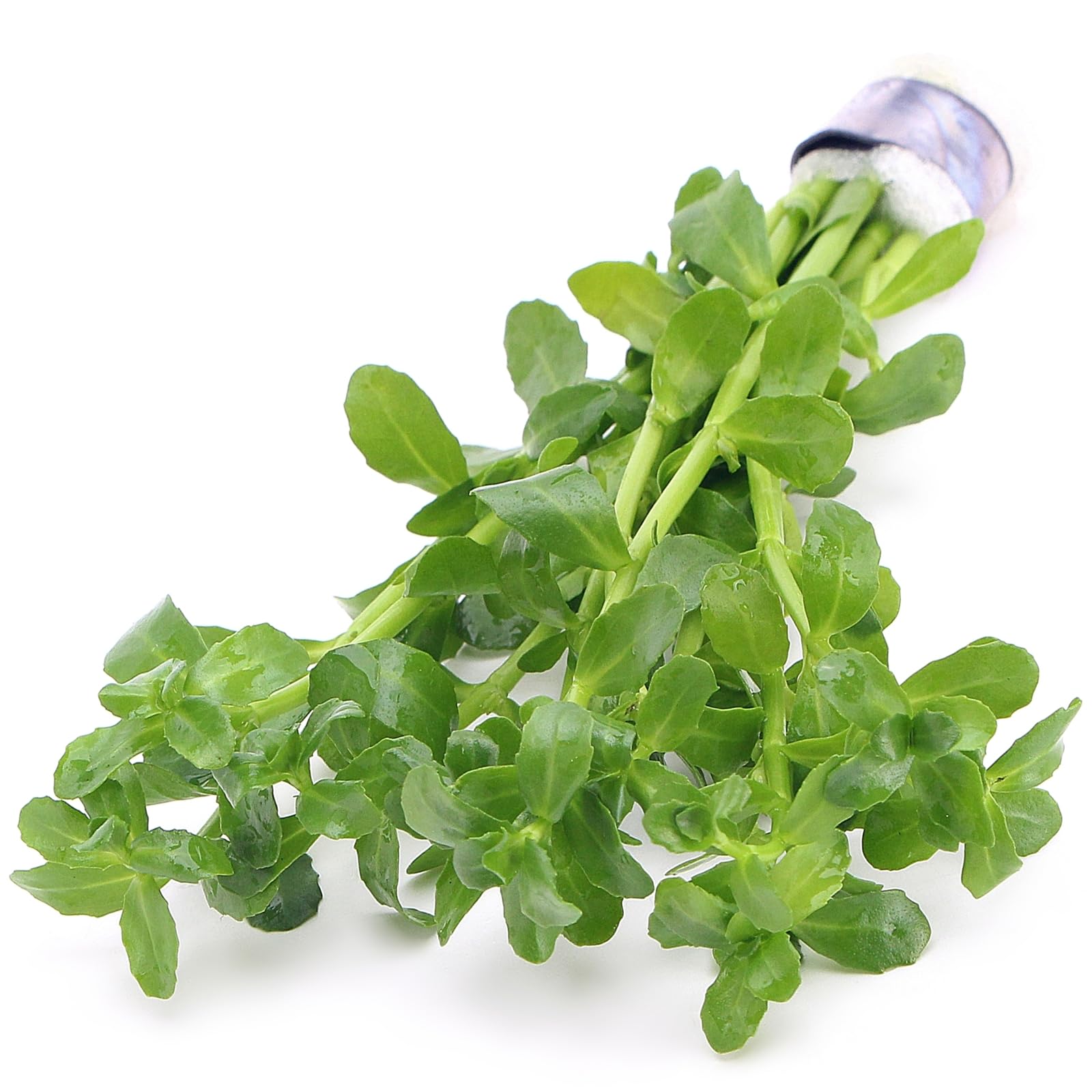 Bacopa Monnieri Live Aquarium Plants for Freshwater Tropical Tank Aquascaping K2aqua