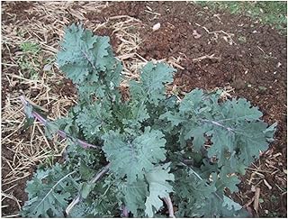 PREMIER SEEDS DIRECT - Kale - Borecole - Heirloom - RED Russian - 2000 Finest Seeds