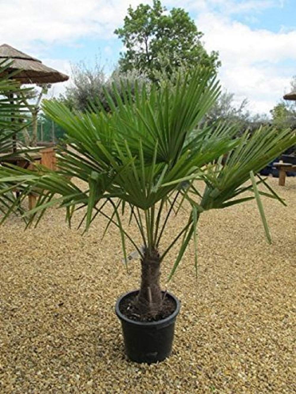 Frostharte Pflanzenrarität Trachycarpus latisectus Windamerpalme bis 100-130cm