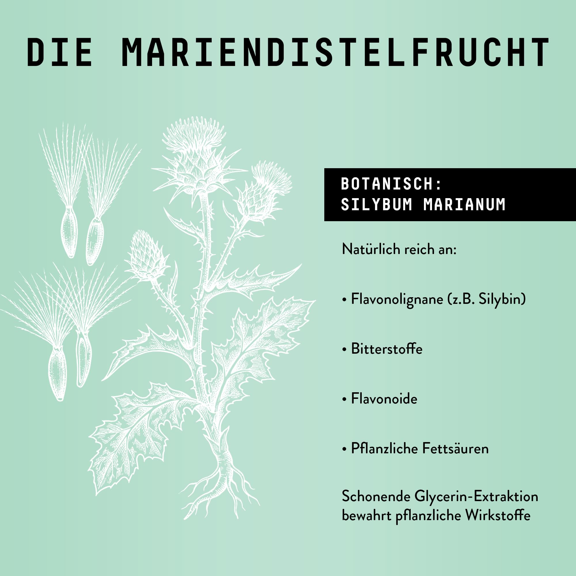 Mariendistel Kräuterextrakt Alkoholfrei - Tropfen 100 ml
