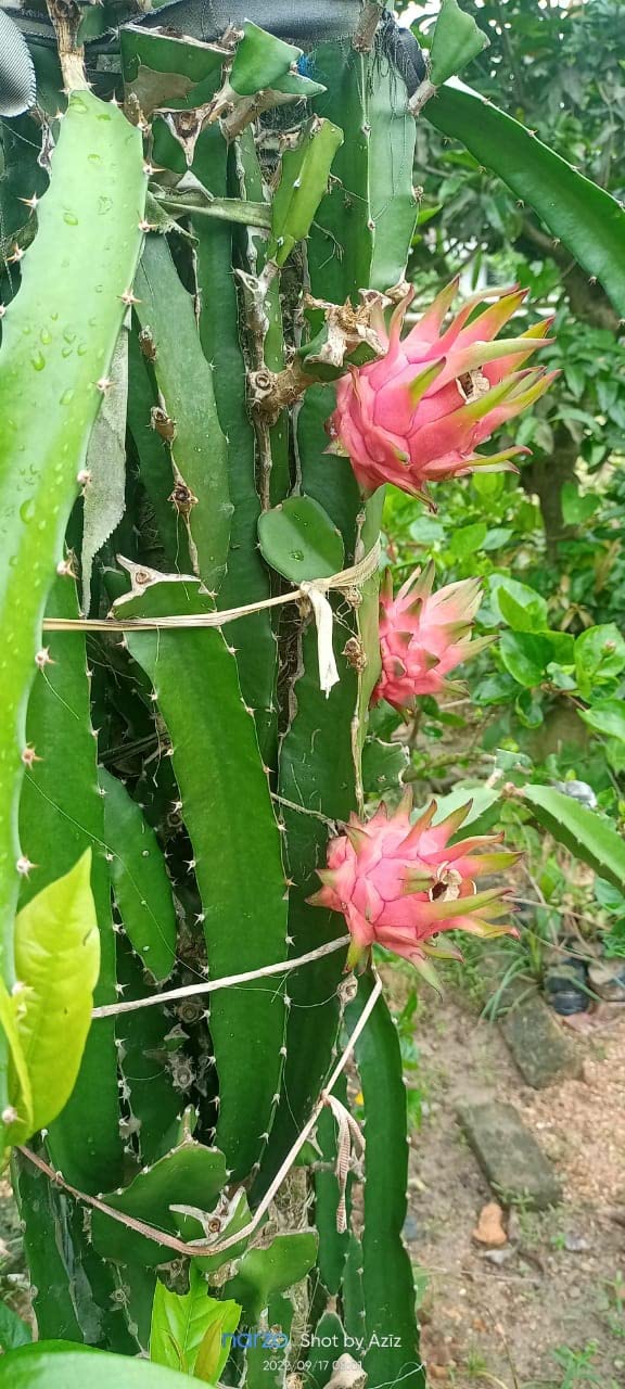 See full amazon price history chart for Aziz Gazi Nursery - Dragon Fruit Plant | Live Pink Flesh Dragon Plant | Dragon fruit Plant with polybag (Plant Height - 8 To 10 Inc) Aziz Gazi Nursery - Dragon Fruit Plant | Live Pink Flesh Dragon Plant | Dragon fruit Plant with polybag (Plant Height - 8 To 10 Inc) (B0BGFFNMPJ) Amazon Price History, Amazon Price Tracker