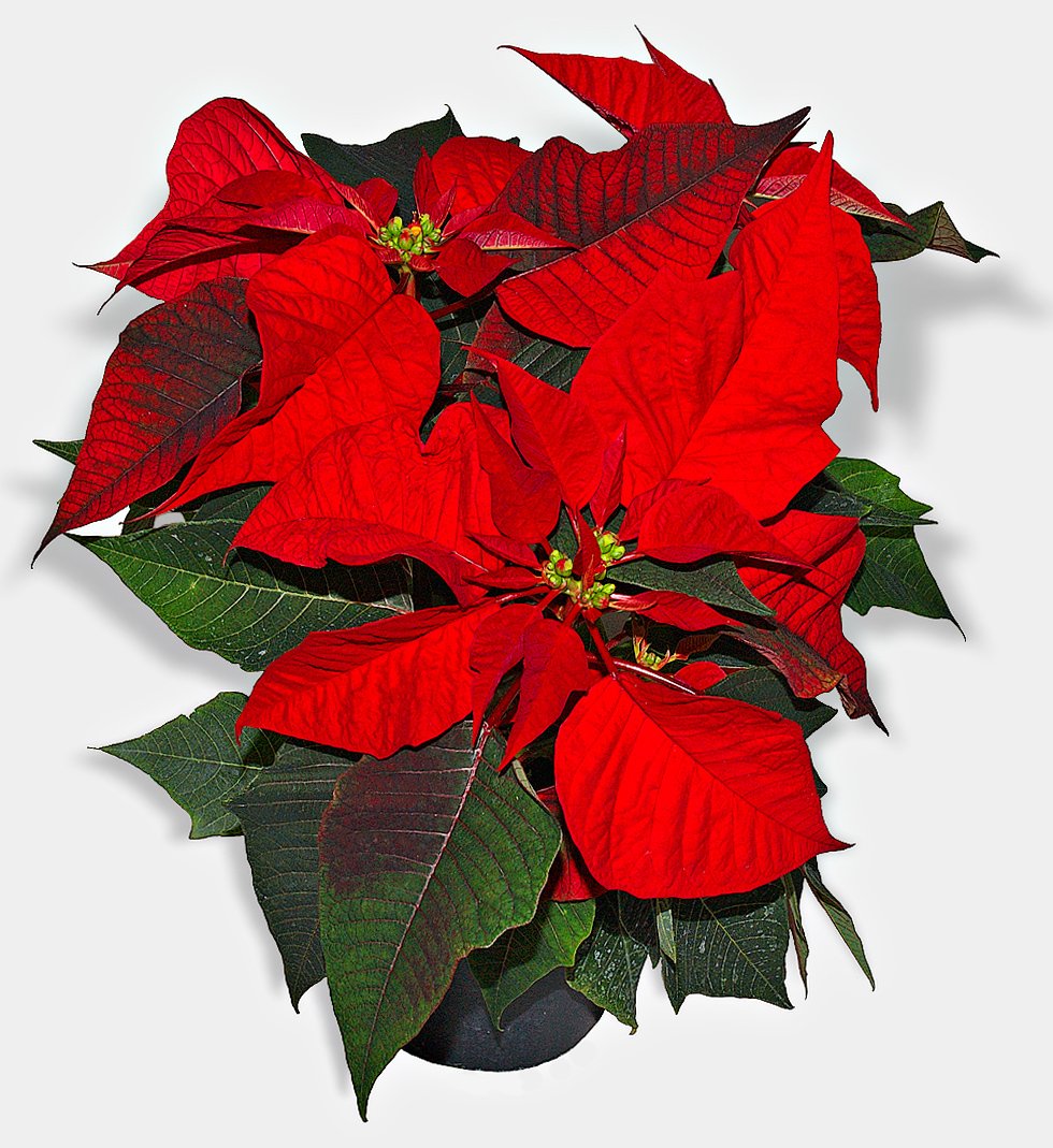 S. D ENTERPRISE All Time Poinsettia Live Plant (B0CMHHTHB3) Amazon Price History, Amazon Price Tracker