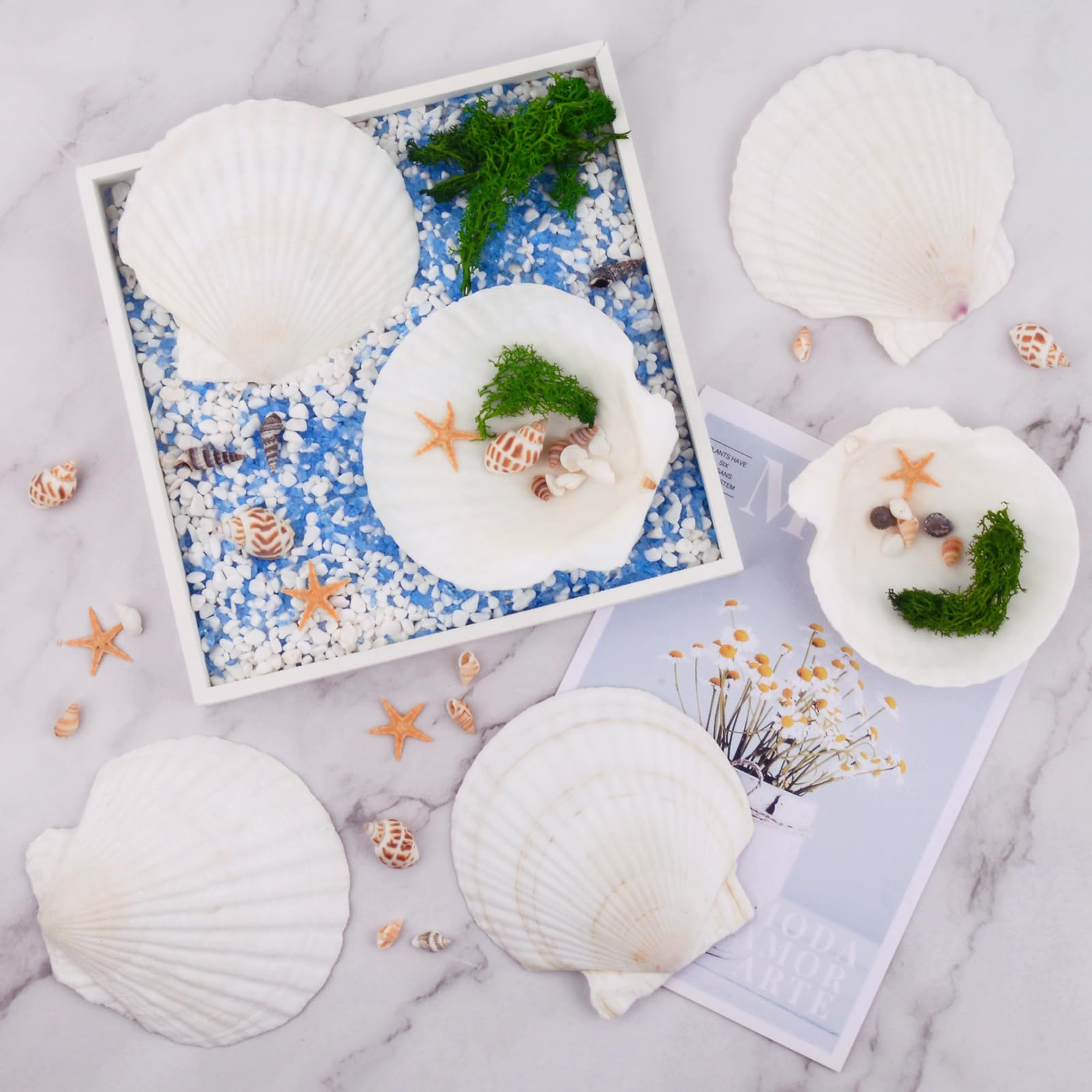 6 conchas de vieira para manualidades de 4 a 5 pulgadas, conchas blancas grandes naturales para decoración de manualidades, pintura del hogar, hornear y playa, decoración de fiesta de boda