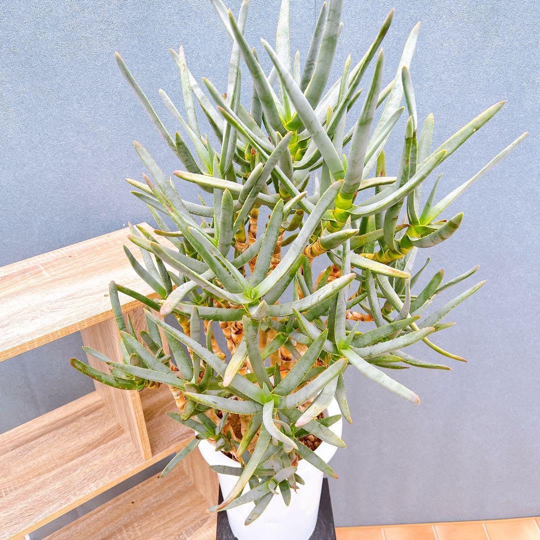 有田焼『深川製磁アンティーク』龍飯碗（大正末期〜昭和初期）✨超希少