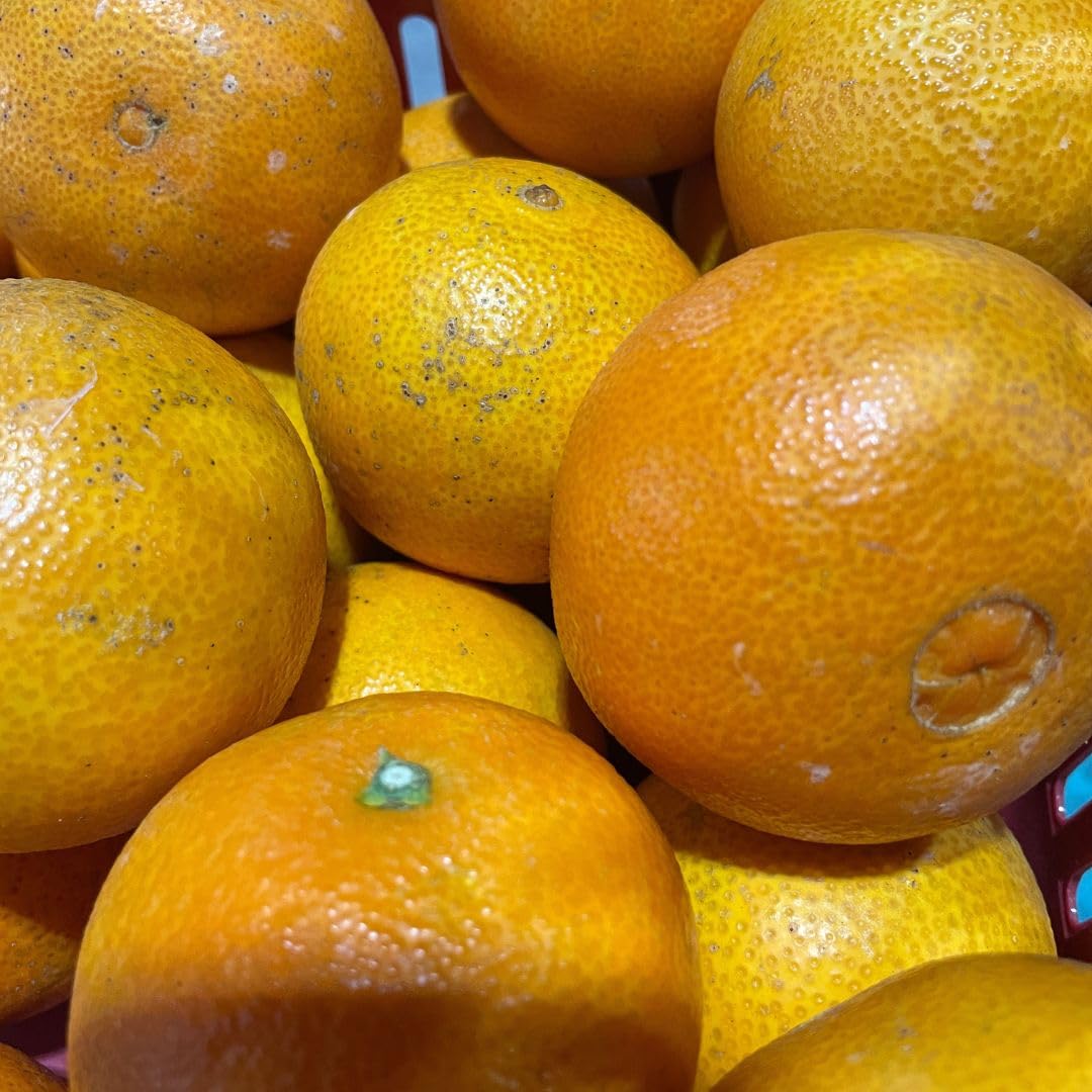 Amazon.co.jp: 愛媛県産マドンナ3kg 【紅マドンナと同品種】 家庭用