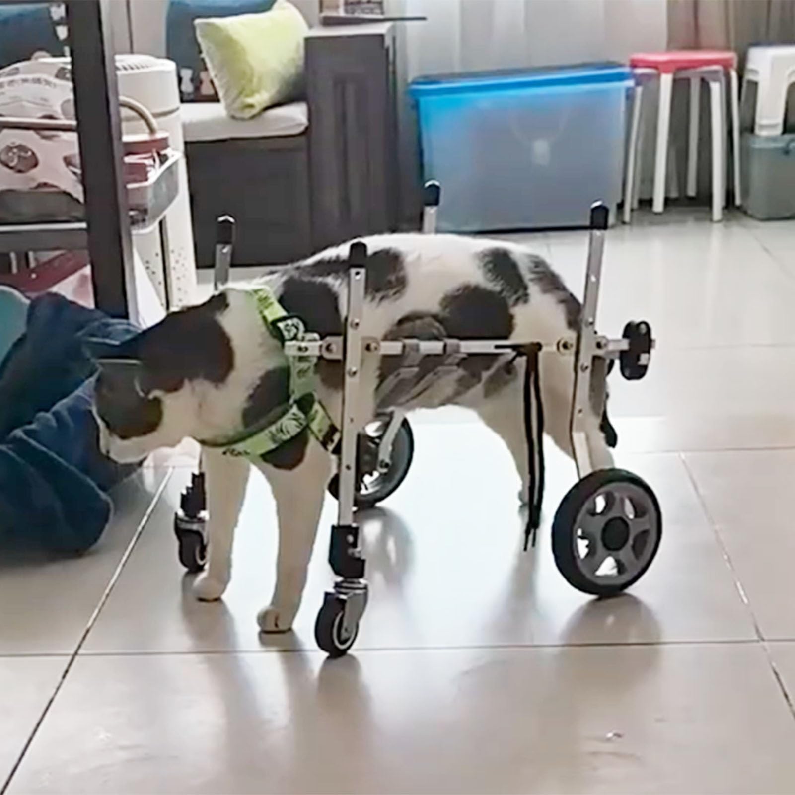 Amazon.com: Oracra Dog Wheelchair XXS/Xs/S Cat Wheelchair for Back