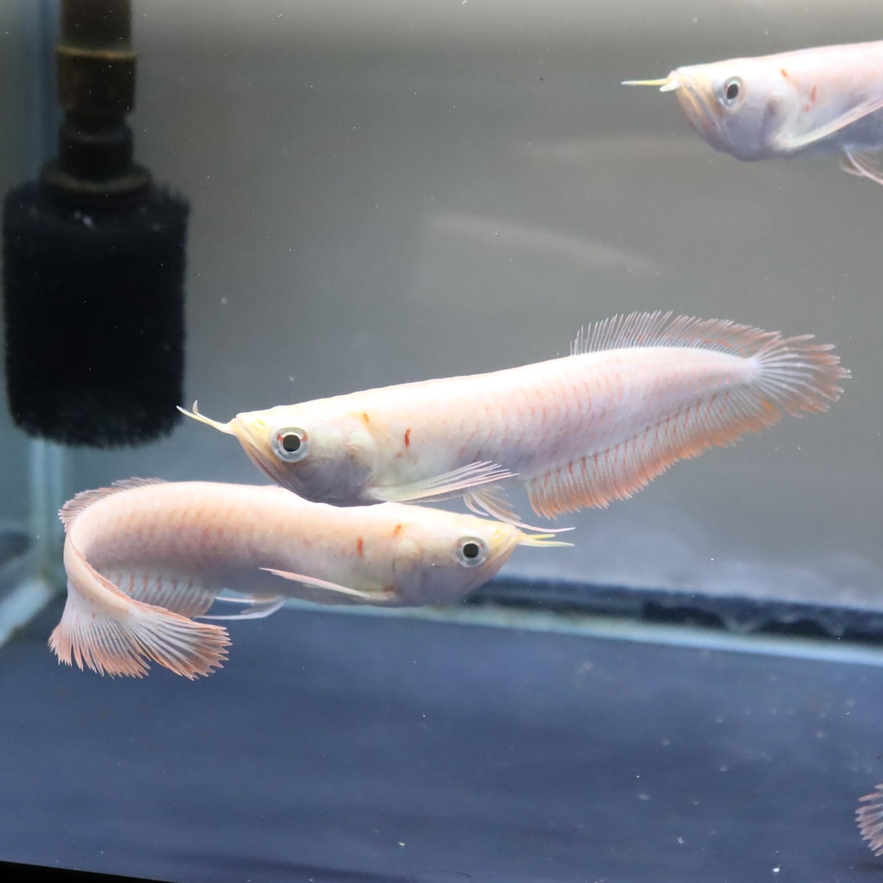 アルビノシルバーアロワナ約60㎝