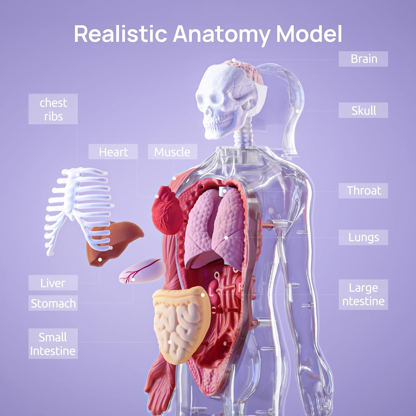 Science Can Model anatomiczny dla dzieci, zestaw ludzkiego ciała, interaktywna zabawka – angielski, realistyczne organy i szkielet, zestaw 22 cm, pudełko eksperymentalne dla dzieci od 6 lat (wersja