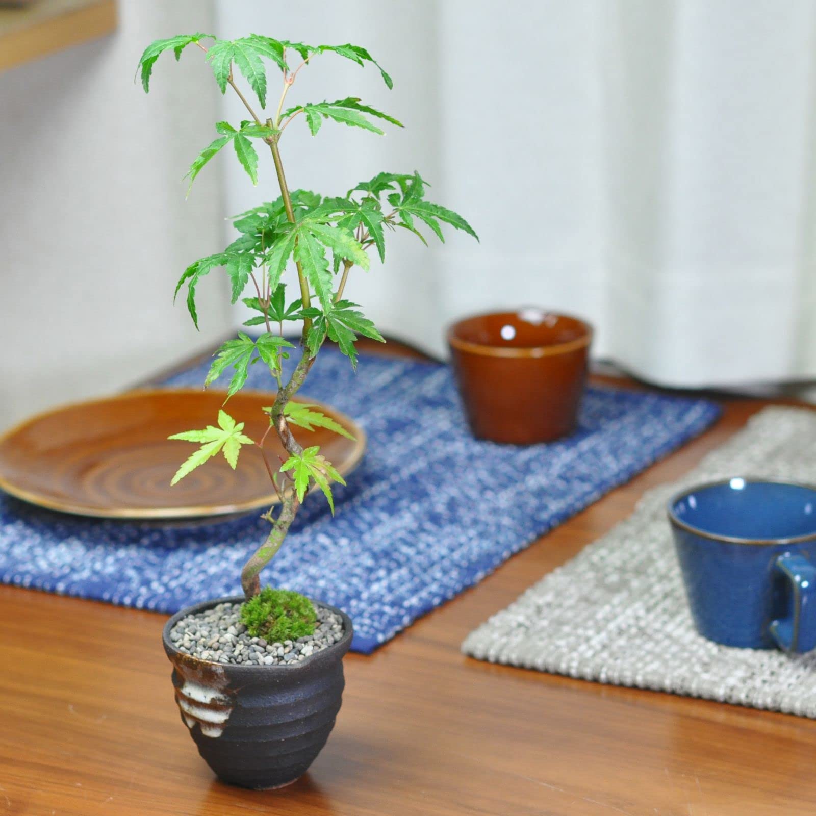 Amazon.co.jp: 盆栽妙 曲がりもみじの盆栽 紅葉 モミジ ミニ盆栽