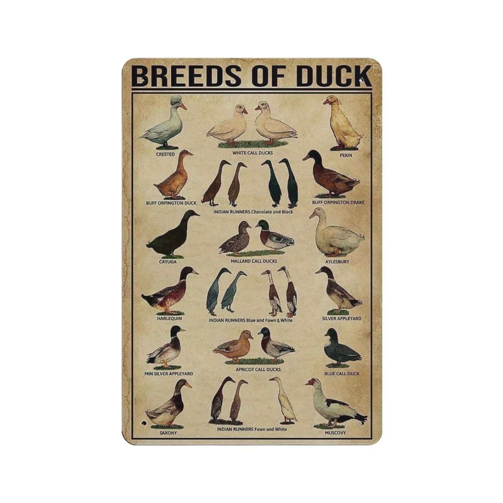 AOOEDM Breeds of Duck Vintage Tin Sign Metal Tin Signs for Man Cave Funny Art Wall Plaque Kitchen Bar Pub Coffee Shop Wall Decor