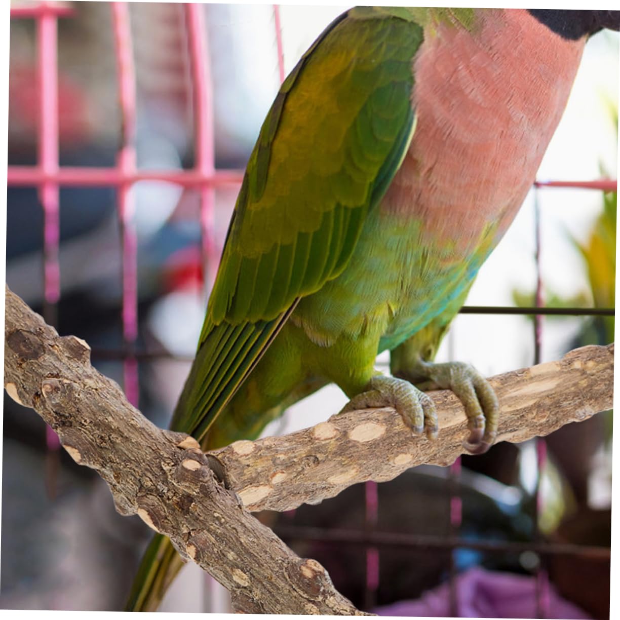 BESPORTBLE 10piezas Percha para Aves Juguete De Molienda para Periquitos Barra De para Jaulas De Aves y Diversión De