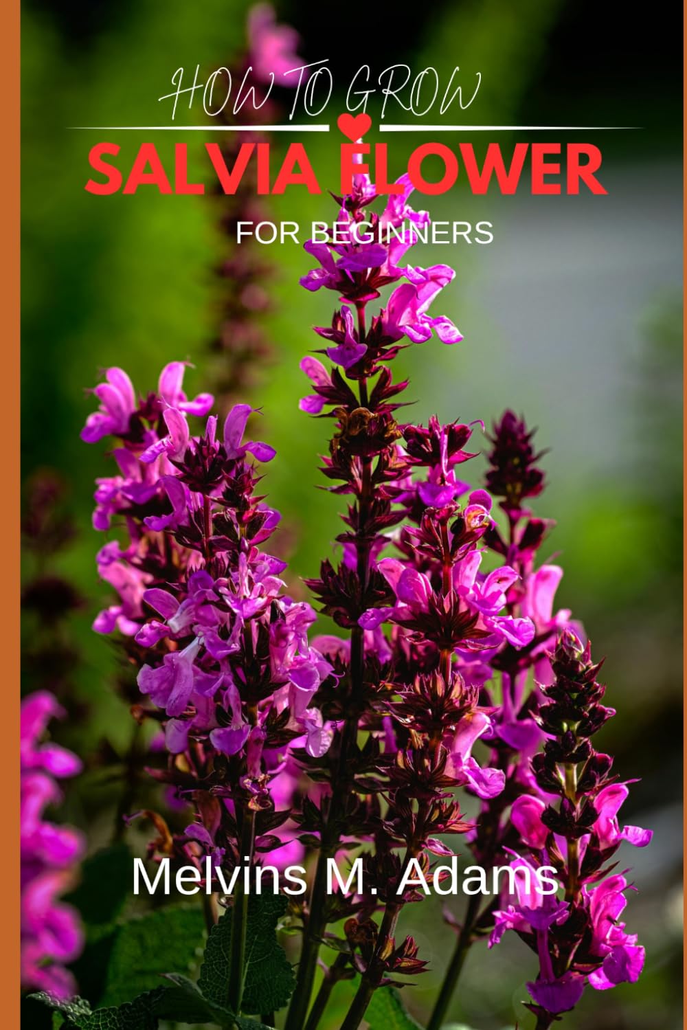 How to grow Salvia for beginners: The Ultimate Beginner’s Guide to Growing, Caring for, and Harvesting Stunning Salvia at Home and garden