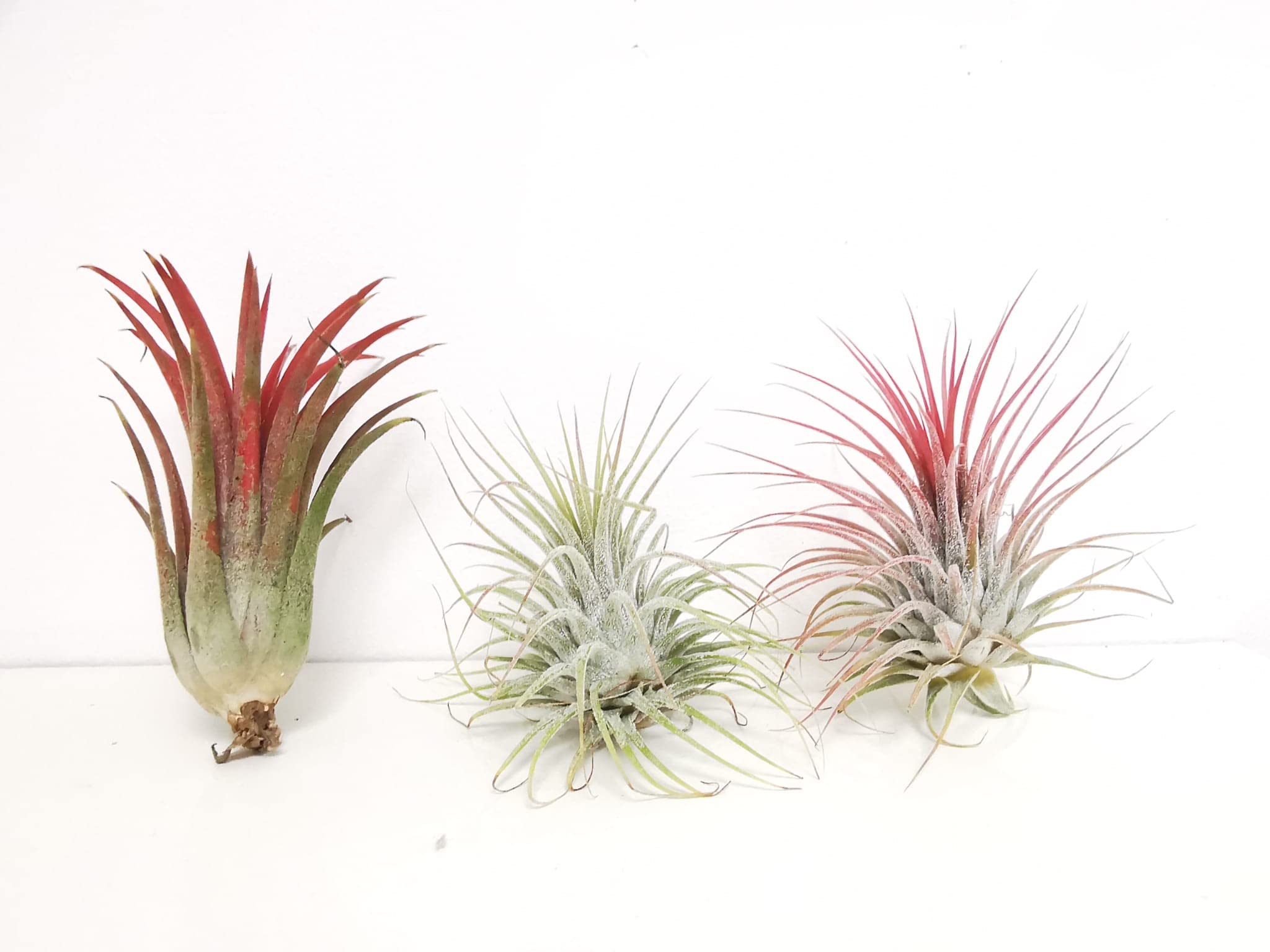 Earthlingz Ionantha Air Plant Kit - Living Plant With Character Pot & Sticker Accessories