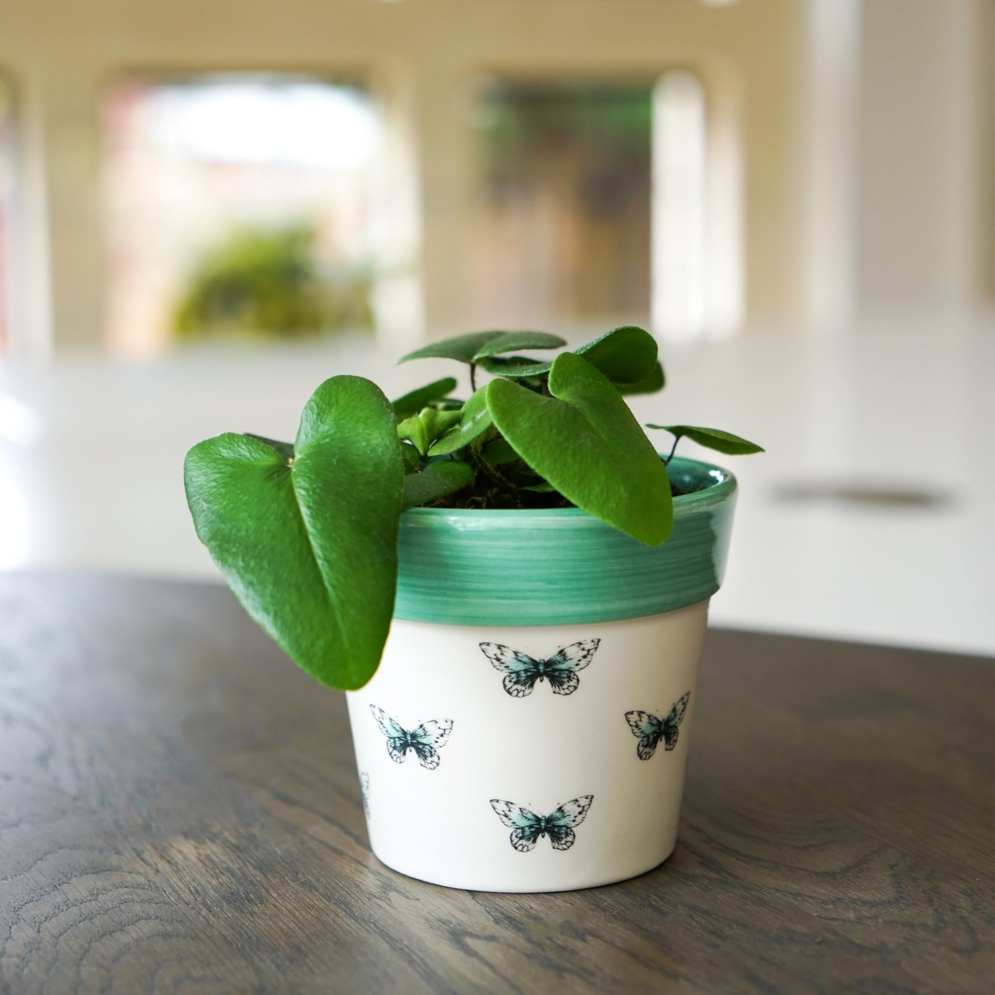 Ivyline Butterfly Cacti Planter - Waterproof, Durable & Decorative - Contemporary Stylish Indoor Ceramic Houseplant Succulent Pot - H10cm x D10cm
