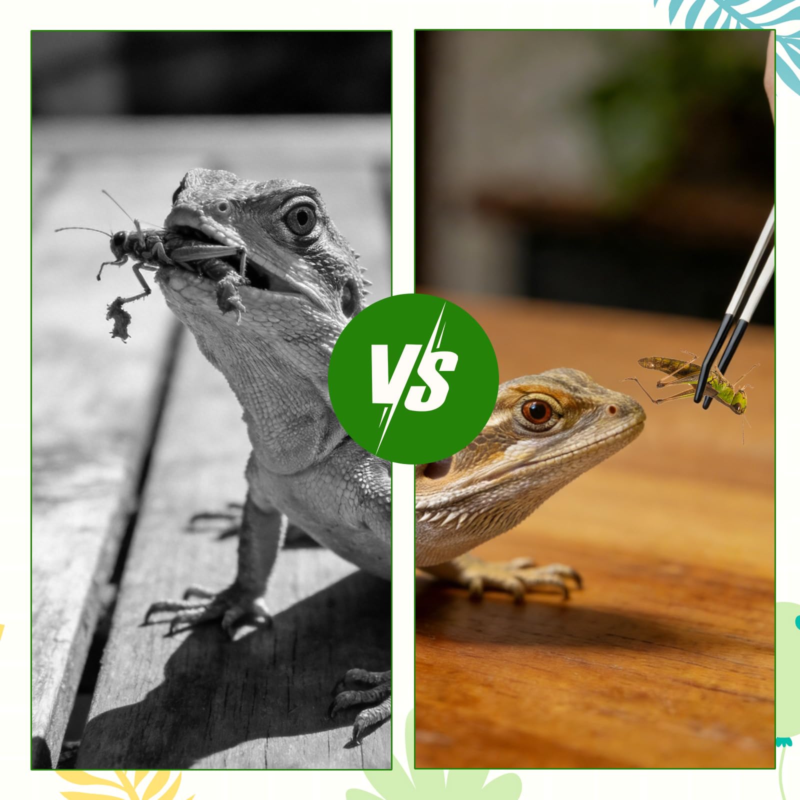 SHENLIU 3 pinzas de alimentación para reptiles, pinzas largas para acuario, pinzas de alimentación extralargas de acero inoxidable de 10.6 pulgadas con punta de goma, pinzas de alimentación curvadas - 5