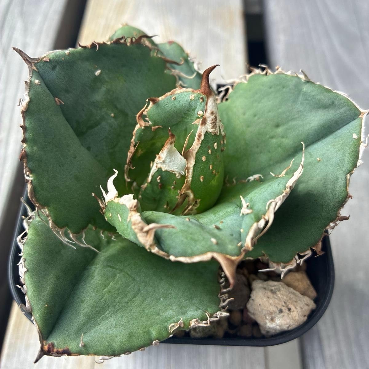 クリスマスローズの苗 小輪クリアゴールド苗 7寸 親株 1苗 楽天市場